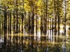 郊 野 水 衫
