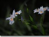 小草花
