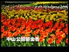 #ZOL月赛-春暖花开#--中山公园郁金香170413(2)