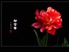 #ZOL月赛-春暖花开#--中山公园郁金香170413(2)
