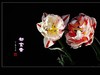 #ZOL月赛-春暖花开#--中山公园郁金香170413(2)