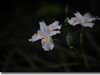 小草花