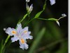 小草花