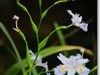小草花
