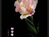 #ZOL月赛-春暖花开#--中山公园郁金香170413(2)