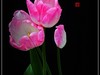 #ZOL月赛-春暖花开#--中山公园郁金香170413(2)
