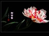 #ZOL月赛-春暖花开#--中山公园郁金香170413(2)