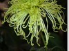 菊花帖  续七