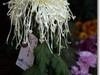 菊花帖  续七