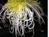 菊花帖  续七