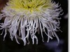 菊花帖  续七