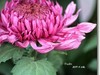菊花帖  续七