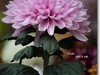菊花帖  续七