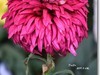 菊花帖  续七