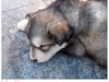 狗狗