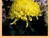 菊花帖  续八