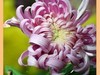 菊花帖  续八