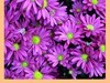 菊花帖  续八