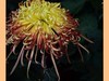 菊花帖  续八