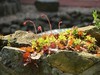 路边的花花草草