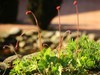 路边的花花草草