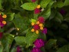 小区遛弯拍花
