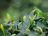 春之季    明前赏茶—————新芽刚萌，待闻茗香