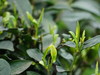 春之季    明前赏茶—————新芽刚萌，待闻茗香