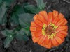 星空体育平台蓝调NV10拍花