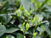 春之季    明前赏茶—————新芽刚萌，待闻茗香