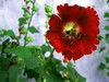 星空体育平台蓝调NV10拍花