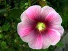 星空体育平台蓝调NV10拍花