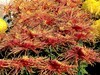 广场观菊展-21