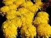 广场观菊展-21