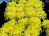 广场观菊展-21