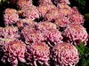 广场观菊展-21