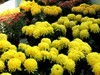 广场观菊展-21