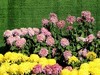 广场观菊展-21