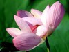 M3转接小小白【荷花】1