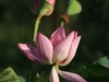 M3转接小小白【荷花】1