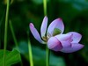 M3转接小小白【荷花】1