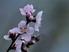 桃花【长命百岁】