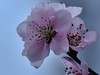 桃花【长命百岁】