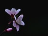 桃花【长命百岁】