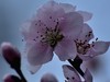 桃花【长命百岁】