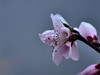 桃花【长命百岁】
