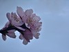 桃花【长命百岁】