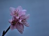 桃花【长命百岁】