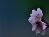 桃花【长命百岁】