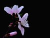 桃花【长命百岁】